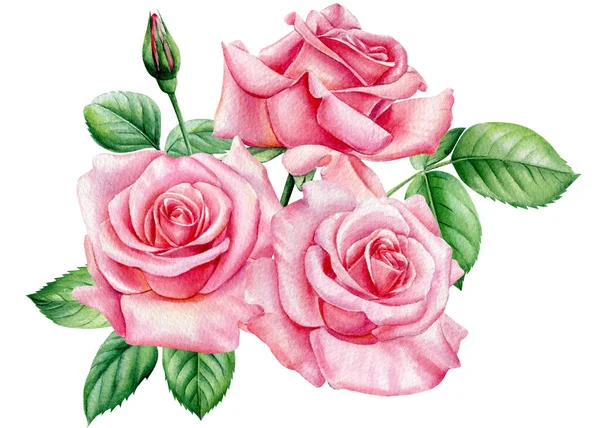 Rose, schöne Blume auf isoliertem weißem Hintergrund, Aquarell-Illustration. Strauß rosa Blumen — Stockfoto