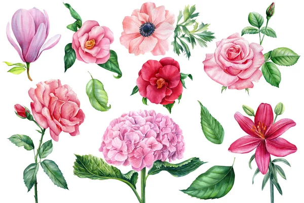 Conjunto de flores y hojas de acuarela, hortensias rosadas, rosa, magnolia, camelia y anémona, ilustración botánica — Foto de Stock