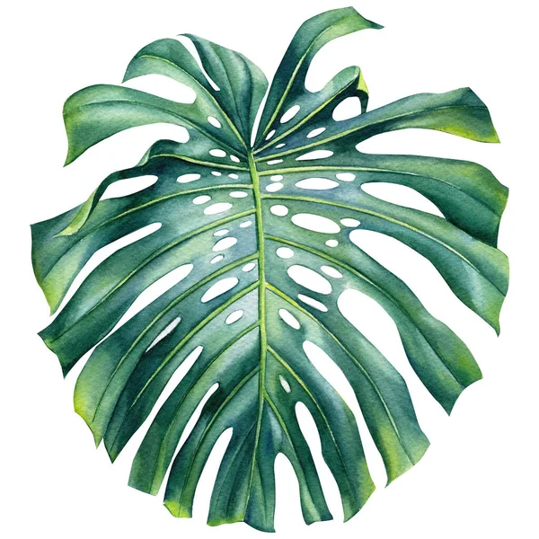 Monstera blad på en isolerad vit bakgrund, akvarell illustration — Stockfoto