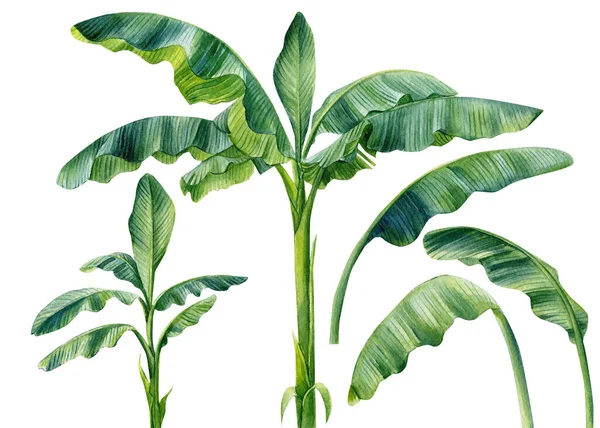 Tropische Bananenpalmen und Blätter auf isoliertem weißem Hintergrund, Aquarell botanische Illustration. — Stockfoto