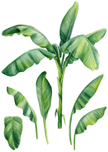 Aseta banaani kämmenet ja palmunlehtiä eristetty valkoinen tausta, akvarelli kuvitus. Viidakon suunnitteluelementit — kuvapankkivalokuva