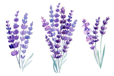 Beyaz arka planda lavanta, botanik illüstrasyon. Suluboya çiçekleri