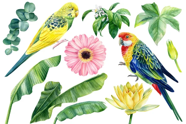 Conjunto de aves aquarela papagaios, flores e folhas de palma isoladas sobre fundo branco, ilustrações botânicas — Fotografia de Stock