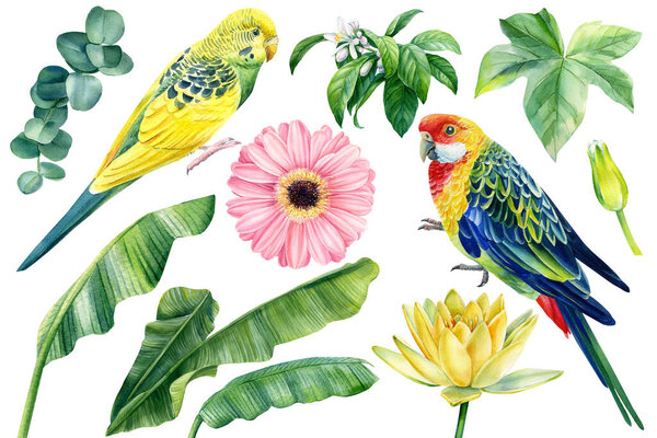 Set of watercolor birds parrots, flowers and palm leaves isolated on white background, botanical illustrations