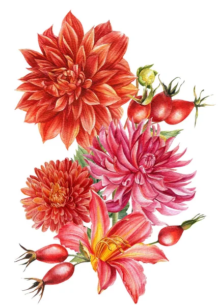 Fiori ad acquerello, illustrazioni botaniche, dalie autunnali, crisantemo, rosa selvatica — Foto Stock