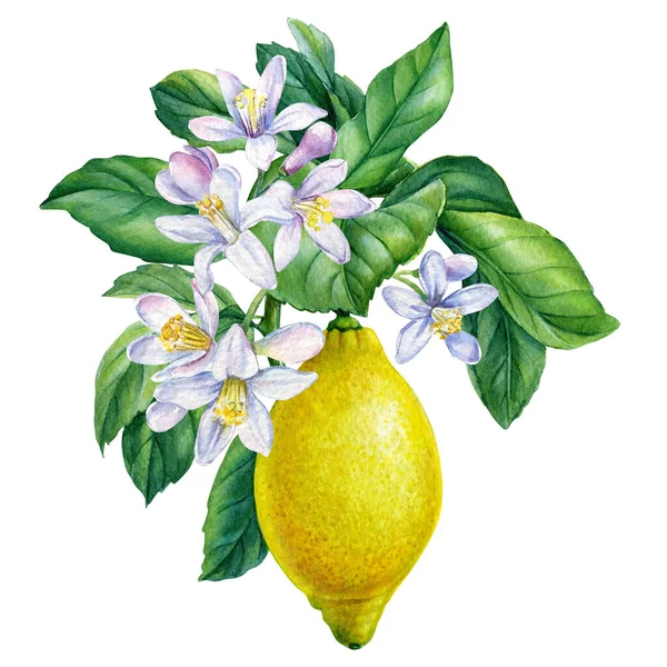 Lemon. Cabang jeruk mekar pada latar belakang putih yang terisolasi, ilustrasi cat air, buah matang — Stok Foto