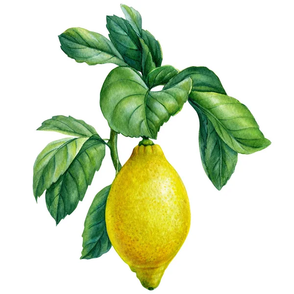 Ανθισμένα κλαδιά λεμονιού σε απομονωμένο λευκό φόντο, ακουαρέλα εικονογράφηση, λεμονόπιτα — Φωτογραφία Αρχείου