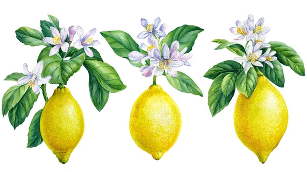 Rami di limone con foglie verdi, fiori. Acquerello illustrazione botanica, agrumi isolato sfondo bianco — Foto Stock