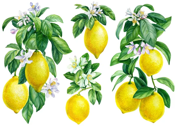 Uppsättning citroner, blommande grenar av citrus på en isolerad vit bakgrund, akvarell illustration, mogen frukt citron — Stockfoto