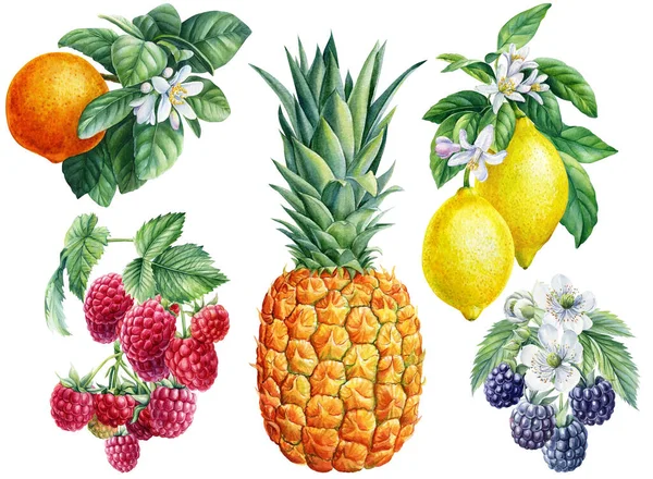 Набор лимонов, мандарина, ананасов, малины и ежевики, акварельные ботанические иллюстрации, фрукты и ягоды — стоковое фото