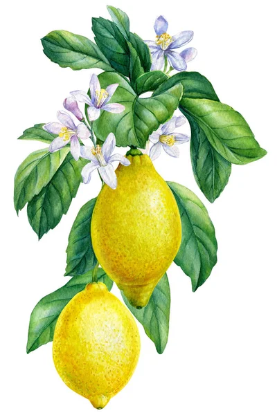 Citroen Bloeiende Citrus Tak Geïsoleerde Witte Achtergrond Aquarel Illustratie Rijp — Stockfoto