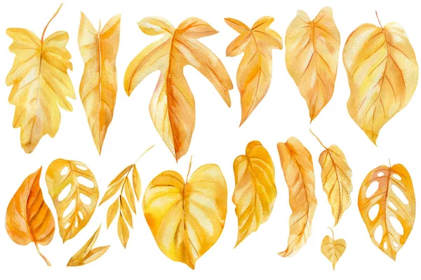 Zestaw Jesiennych Suchych Liści Akwarela Żółte Liście Wysokiej Jakości Ilustracja — Zdjęcie stockowe