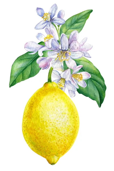Лемон. Цветущая цитрусовая ветвь на изолированном белом фоне, акварель, спелые плоды — стоковое фото