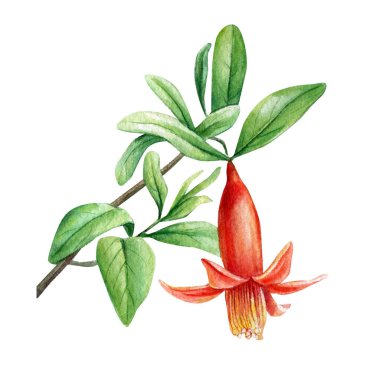 Nar çiçekli bir dal. Suluboya çizimi