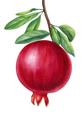 Beyaz arka planda izole edilmiş yapraklı bir dalda olgun nar meyvesi. Suluboya çizimi