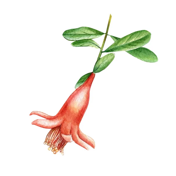 Flores de granada. Acuarela ilustración botánica —  Fotos de Stock