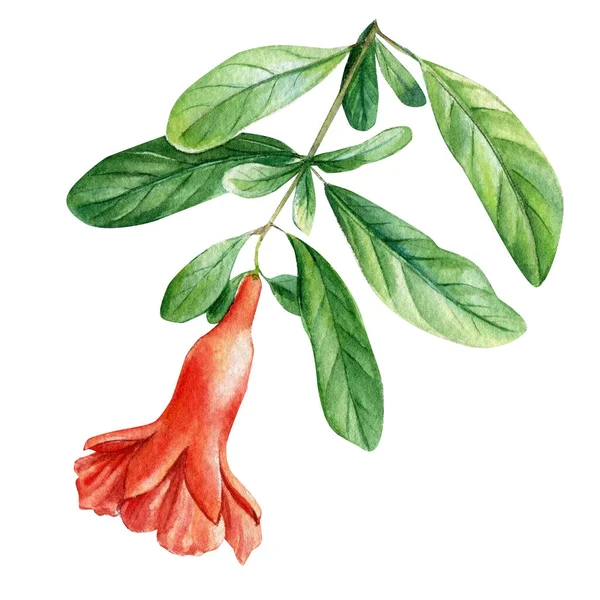 Branche avec des fleurs de grenade. Illustration aquarelle — Photo