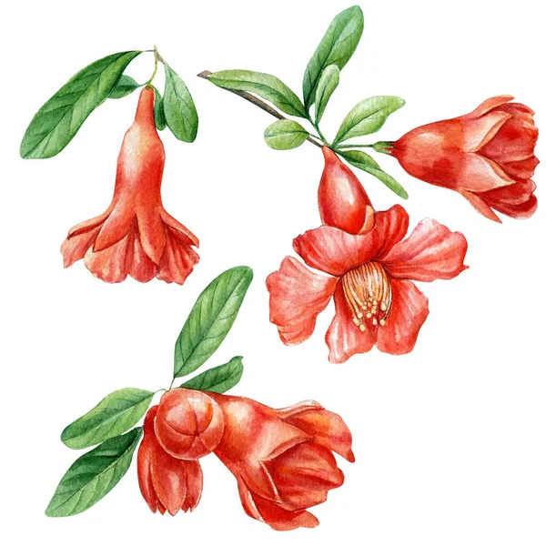 Conjunto de elementos florales. Rama con flores de granada. Ilustración en acuarela —  Fotos de Stock