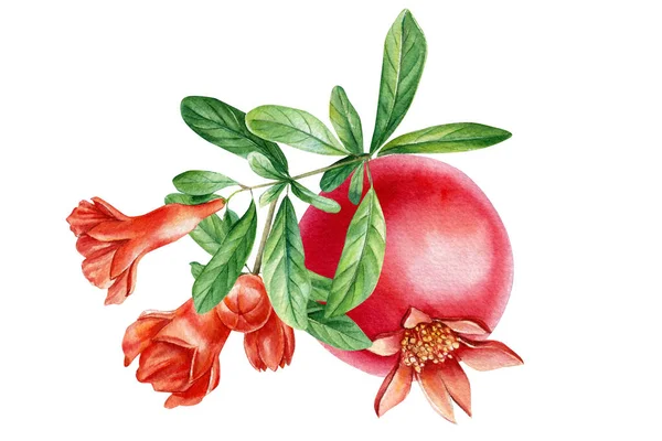 석류로 된 잔 이 있노라. 수채 색 삽화 — 스톡 사진
