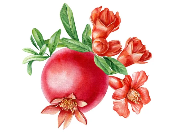 Granaatappel op een tak en bloemen. Aquarelillustratie — Stockfoto