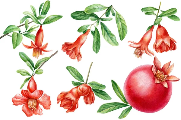 Tak met granaatappel, bladeren en bloemen. Aquarelillustratie. Set bloemenelementen. — Stockfoto