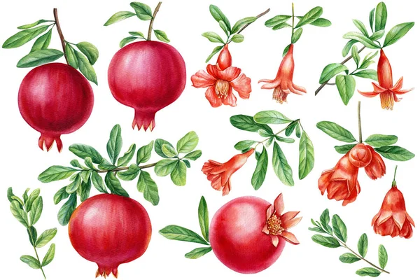Fresh ripe pomegranate, flower and leaves set. Watercolor illustration, isolated on white background