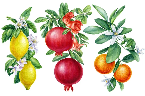 Melograno acquerello, limone, mandarino, frutta dipinta isolata naturale biologica fresca, illustrazione su sfondo bianco — Foto Stock