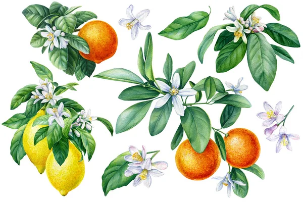 Citrus koleksiyonu, Mandarin, portakal, yeşil yapraklı limon, izole edilmiş beyaz arka plan, suluboya botanik resim
