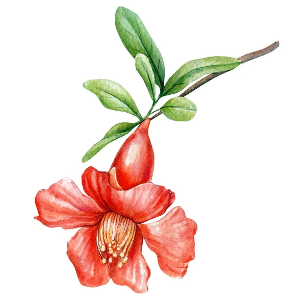 Flores de granada. Acuarela ilustración botánica —  Fotos de Stock