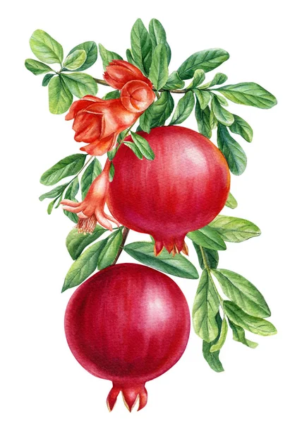 Acquerello melograno frutta dipinta isolata, illustrazione botanica su sfondo bianco — Foto Stock