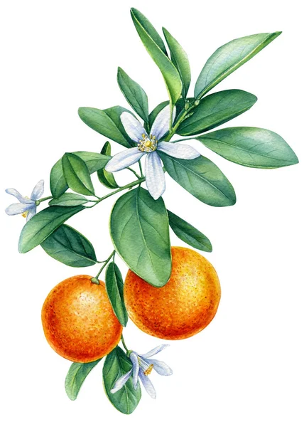 Akvarel mandarinka větev s kvetoucím, malované izolované ovoce, Botanická malba na bílém pozadí. — Stock fotografie