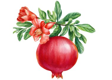 Nar meyvesi, çiçek ve yapraklar beyaz arka planda izole edilmiş. Suluboya çizimi