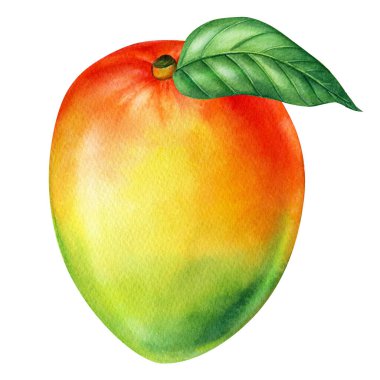 Mango. Tropik meyveler. El çizimi suluboya resim 
