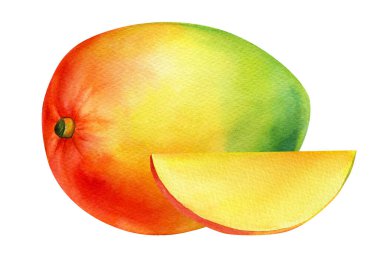 Mango. Tropik meyve, suluboya botanik çizim.