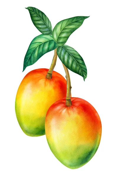 Grupo de mango con hojas en rama. Ilustración en acuarela. Frutas tropicales — Foto de Stock