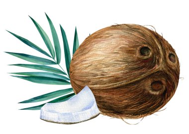 Tropik meyveli hindistan cevizi. Beyaz arkaplanda elle çizilmiş suluboya resim. 