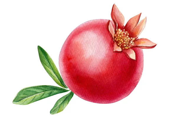 석류로 된 잔 이 있노라. 수채 색 삽화 — 스톡 사진
