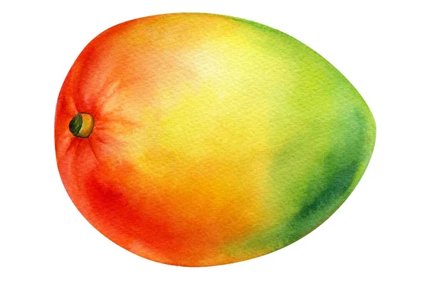 マンゴー、水彩イラスト。熱帯果実 — ストック写真