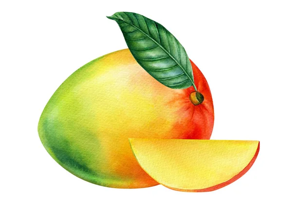 Mango Isoliert auf weißem Hintergrund. Aquarell-Illustration. Tropische Früchte — Stockfoto