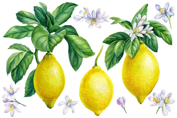 レモンの枝、葉、孤立した白い背景の花、水彩画、熟した柑橘類の果物を設定します。 — ストック写真
