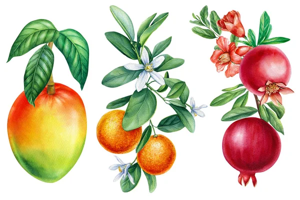 Tropische Früchte auf weißem Hintergrund. Granatapfel, Mandarine und Mango auf einem Zweig. Aquarell-botanische Illustration — Stockfoto