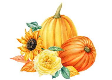 Balkabakları ve çiçekler. Güller, ayçiçekleri ve yapraklar. Suluboya bitkisi, beyaz arka planda resim. Sarı flora