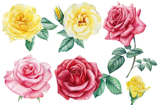 Conjunto de flores, rosas lindas. Mão desenhado aquarela pintura no fundo branco. — Fotografia de Stock