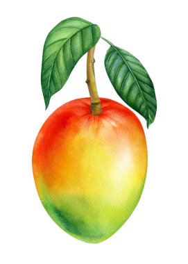 Bir dalda mango, suluboya illüstrasyon. Tropik meyveler