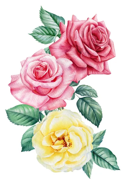 Roses. Hand drawn watercolor painting on white background. bouquet of pink and yellow flowers