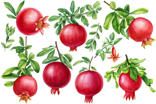 Conjunto de granadas, frutos maduros sobre fondo blanco aislado, acuarela ilustración botánica — Foto de Stock