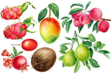Suluboya egzotik meyveler, bergamot, hindistan cevizi, nar ve tamarillo, izole edilmiş arka plan. Yüksek kaliteli illüstrasyon