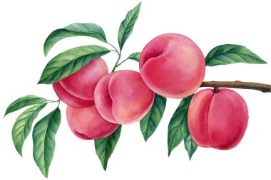 Şeftalili şube, izole edilmiş beyaz arka planda meyve şeftalisi, suluboya botanik illüstrasyon
