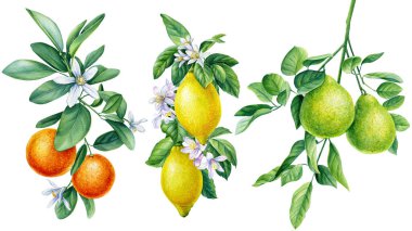 Çiçekli dal. Mandalina, limon, bergamot. Suluboya botanik illüstrasyon, bitki tasarımı. İzole edilmiş arkaplan