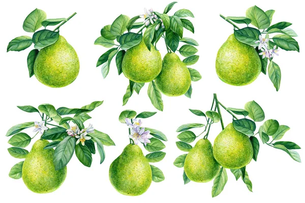 Bergamot, zestaw owoców na odizolowanym białym tle, akwarela botaniczna ilustracja — Zdjęcie stockowe